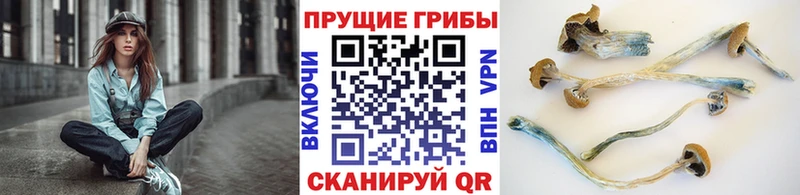 Псилоцибиновые грибы прущие грибы  Городище 